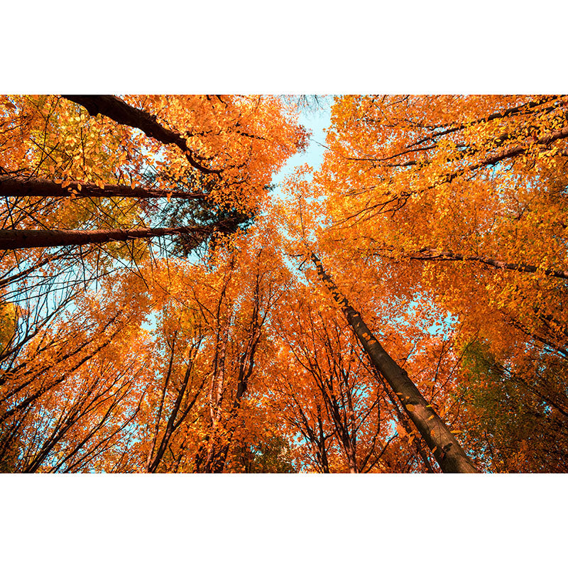 Natural Snow Style Forest Mural Horizontal Photography Bedroom Wall Mural