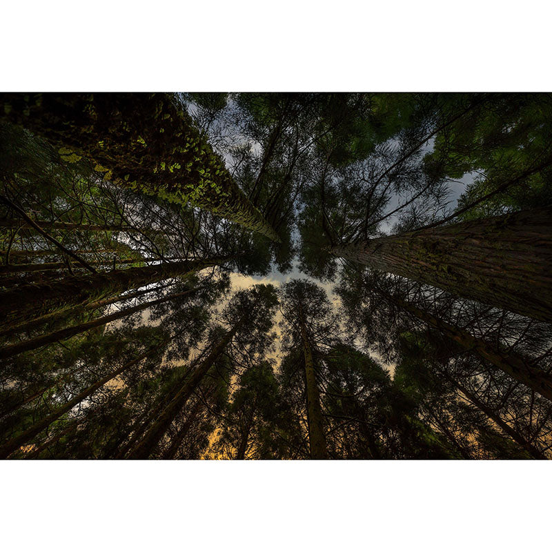 Natural Scene Contemporary Style Forest Mural Horizontal Photography Room Wall Mural