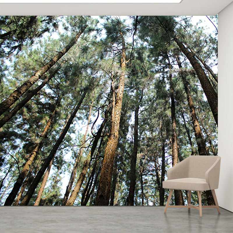 Contemporary Style Forest Mural Horizontal Photography Living Room Wall Mural