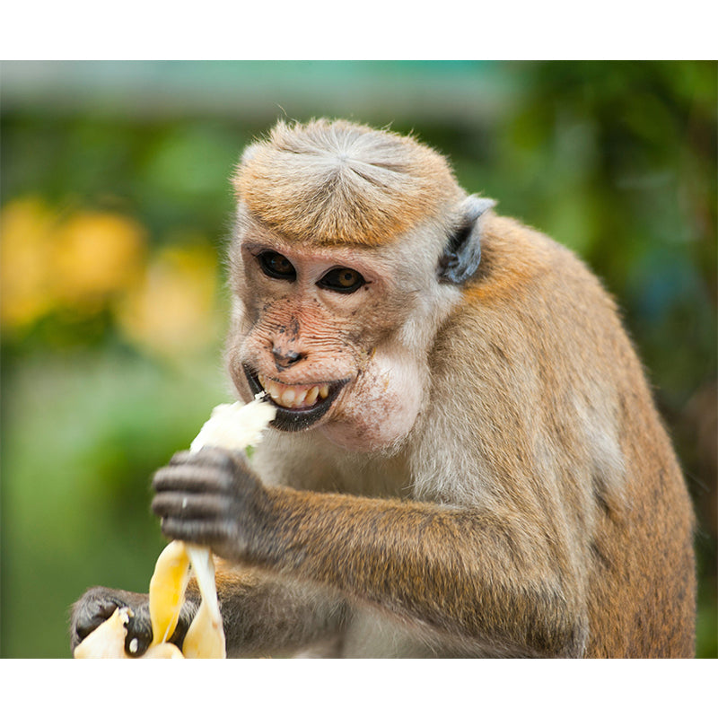 Elephant Wild Animal Contemporary Animal Mural Mildew Resistant Wallpaper for Bedroom