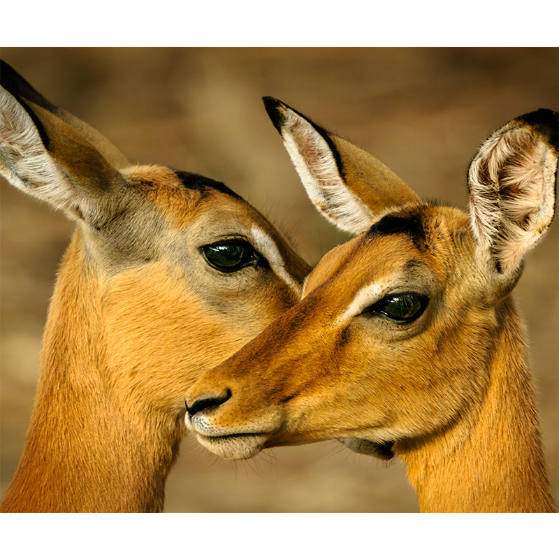 Leopard Contemporary Wild Animal Mural Mildew Resistant Wallpaper for Home Decor