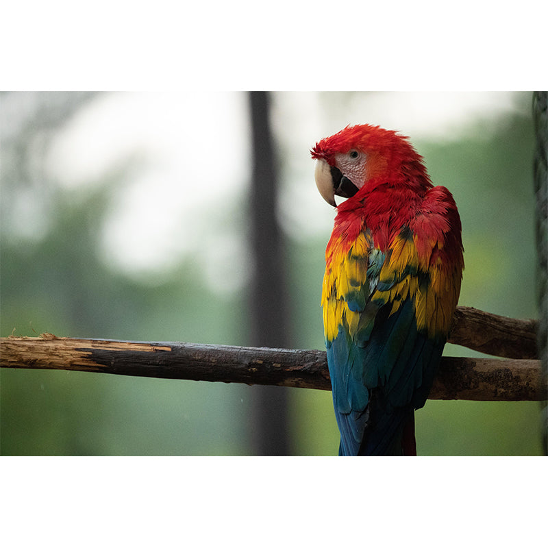 Natural Scene Customized Wild Animal Mural Mildew Resistant Wallpaper for Wall Decor