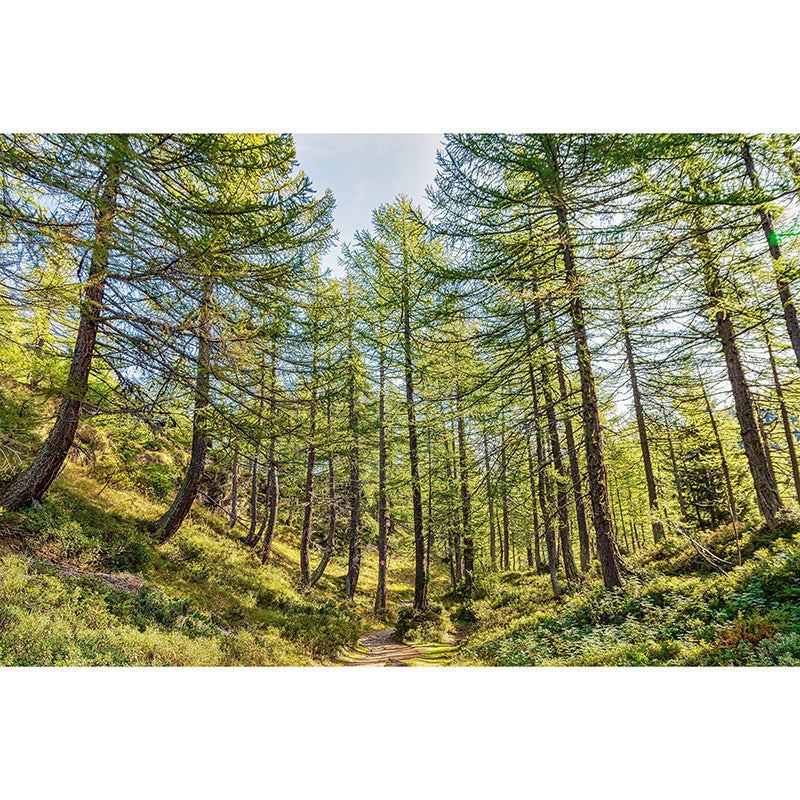 Light Color Forest Mural Contemporary Sleeping Room Wall Mural