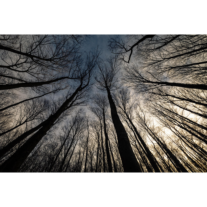 Mildew Resistant Forest Mural Photography Living Room Wall Mural