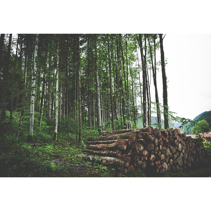 Beautiful Forest Mural Contemporary Photography Sleeping Room Wall Mural