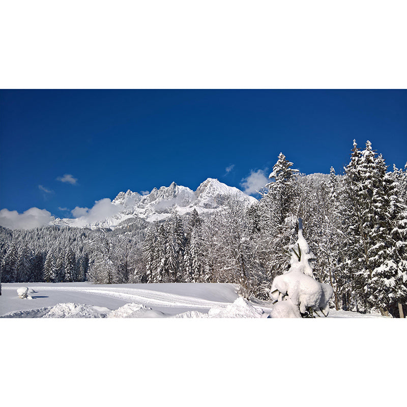 Forest Mural Mildew Resistant Contemporary Photography Sitting Room Wall Mural