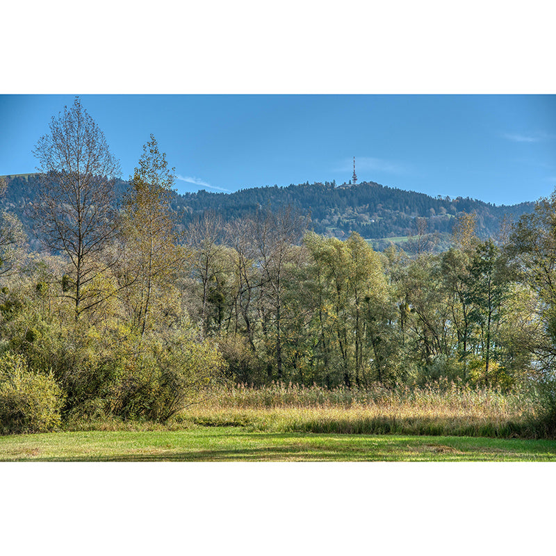 Forest Mural Customized Contemporary Photography Bedroom Wall Mural