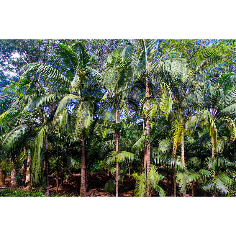 Wall Art Mildew Resistant Palm Tree Mural Tropical Photography Living Room