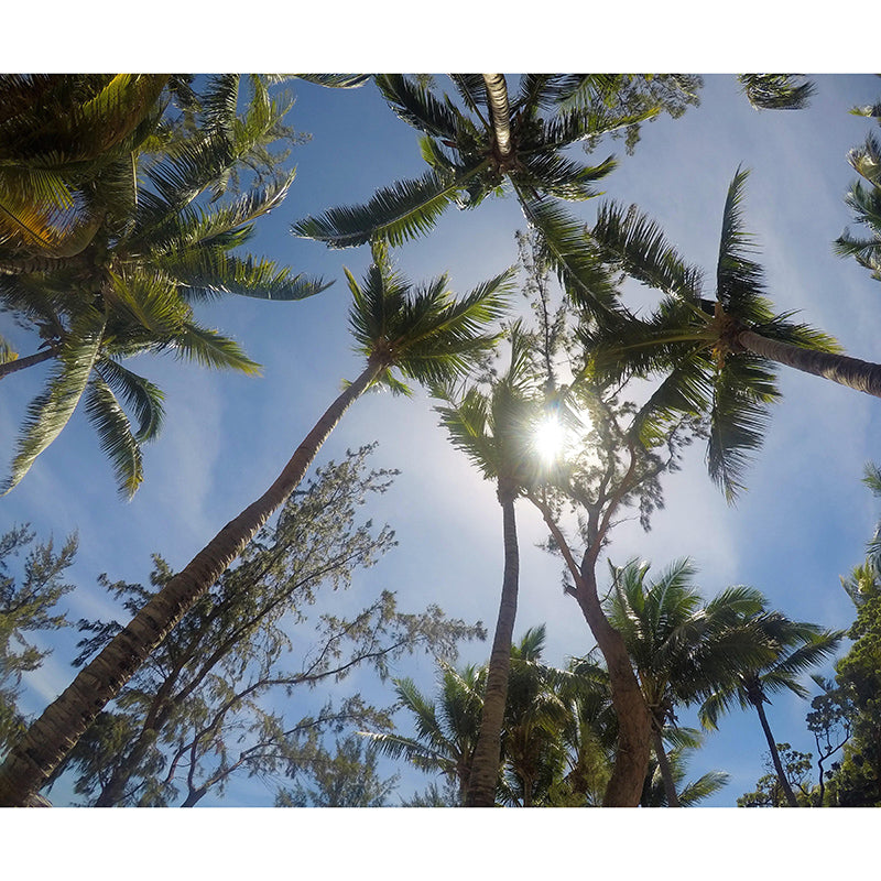 Palm Tree Mildew Resistant Mural Tropical Photography Sleeping Room Wall Mural