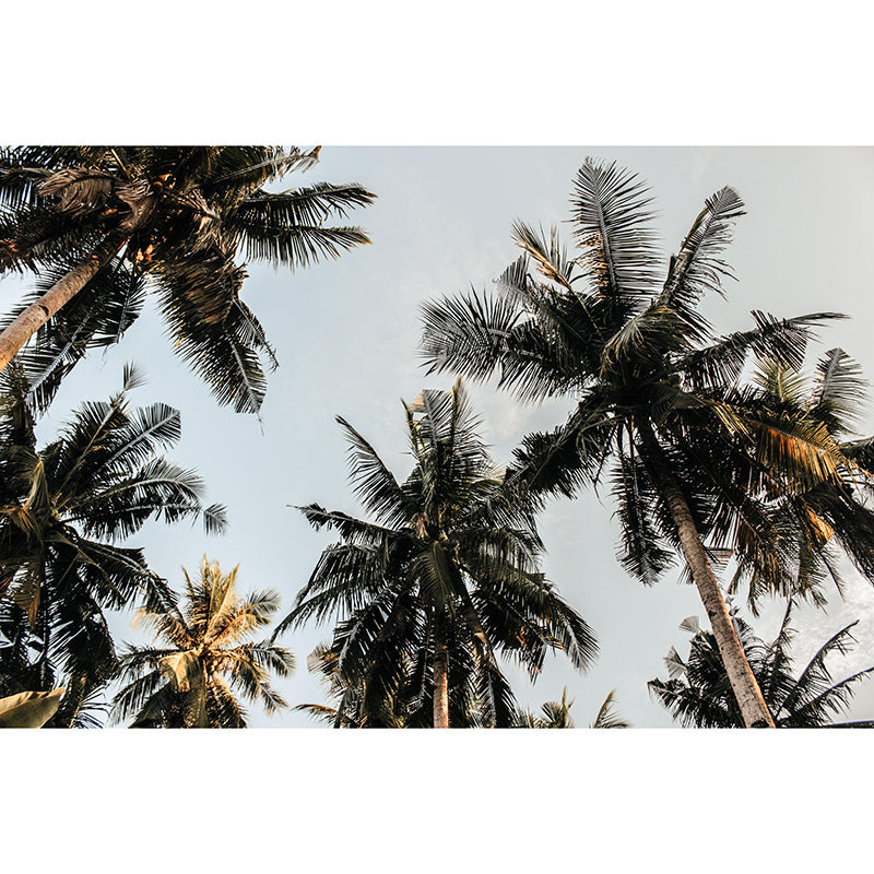 Tree Mural Tropical Mildew Resistant Palm Photography Sitting Room Wall Mural