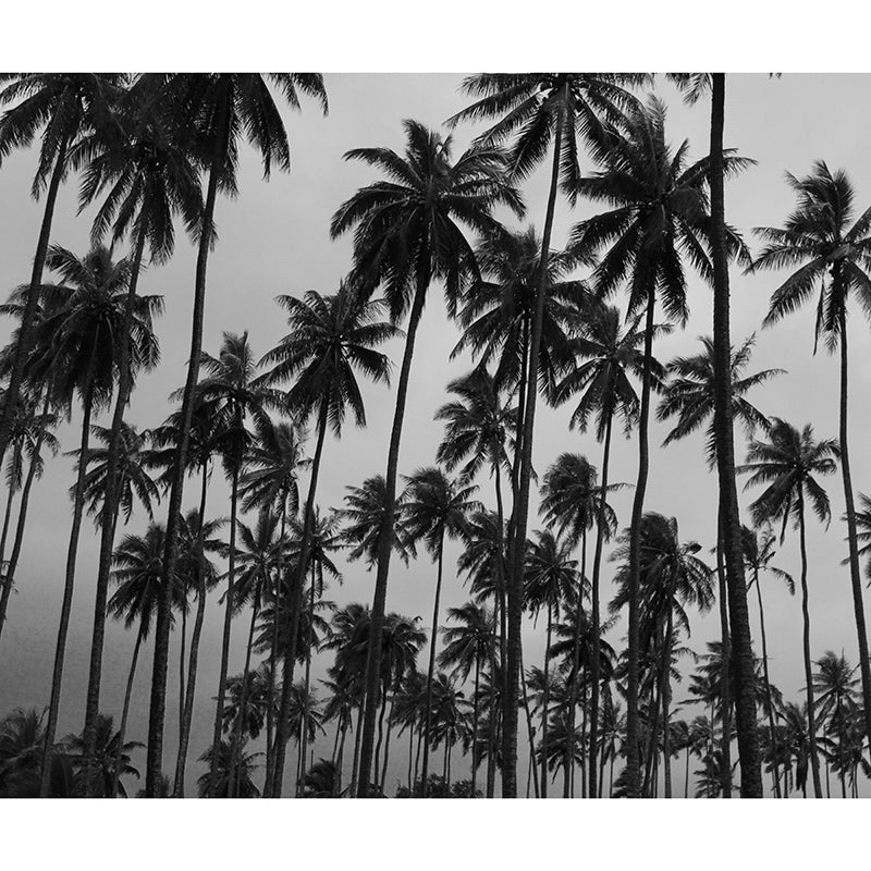 Waterproof Palm Tree Mural Tropical Photography Dining Room Wall Mural