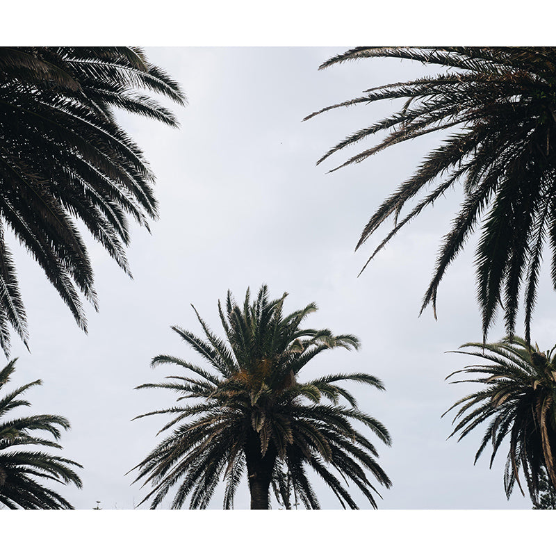 Palm Tree Mildew Resistant Mural Tropical Photography Room Wall Mural