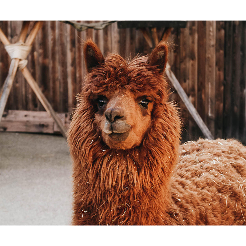 Customized Wild Animal Mural Contemporary Living Room Wall Mural