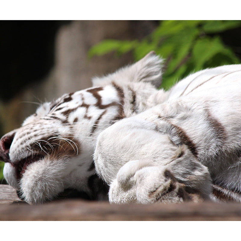 Zebra Mildew Resistant Wild Animal Mural Contemporary Photography Sleeping Room Wall Mural