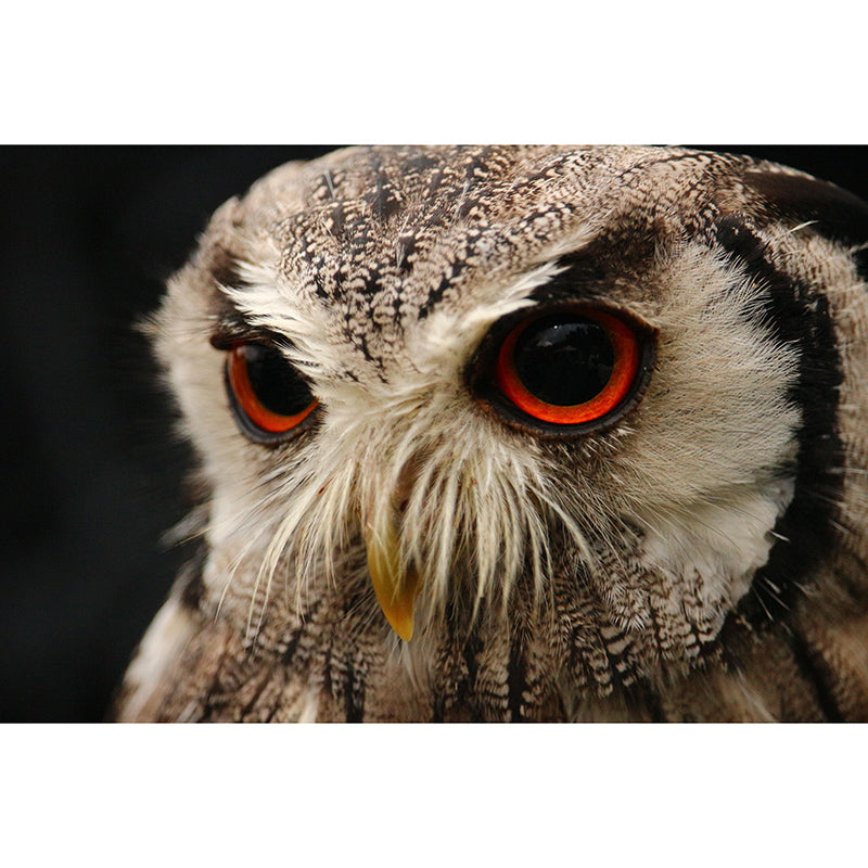 Environment Friendly Wild Animal Mural Contemporary Photography Sitting Room Wall Mural