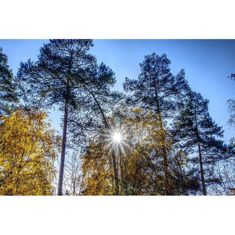 Eco-friendly Photography Forest Landscapes Mural Wallpaper for Decoration