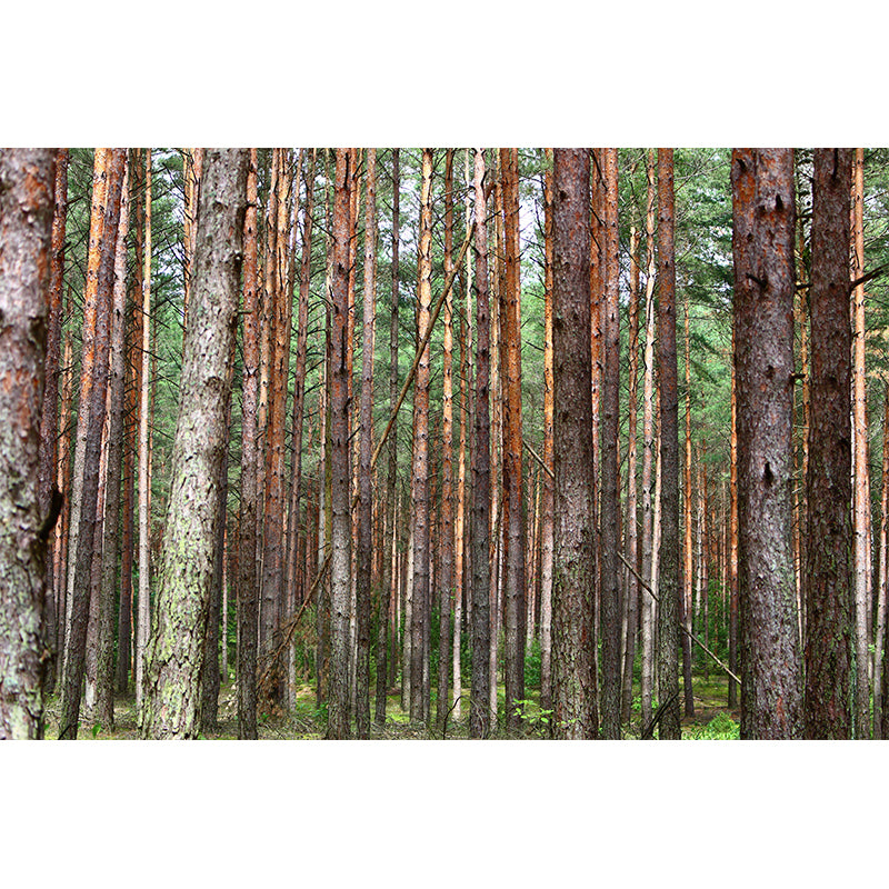 Horizontal Photography Forest Landscapes Mural Eco-friendly Wallpaper for Wall Decor