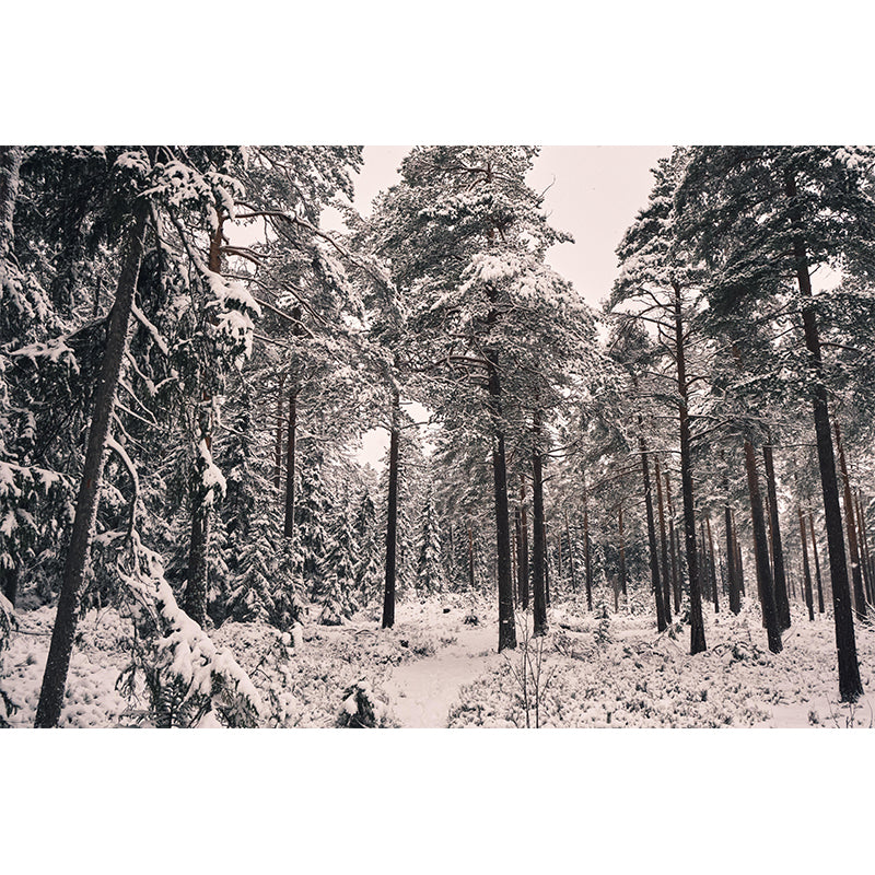 Horizontal Photography Forest Landscapes Mural Eco-friendly Wallpaper for Home Decor