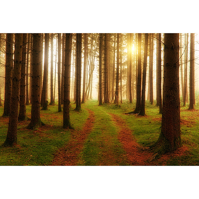 Eco-friendly Wall Mural Wallpaper Forest Sitting Room Wall Mural