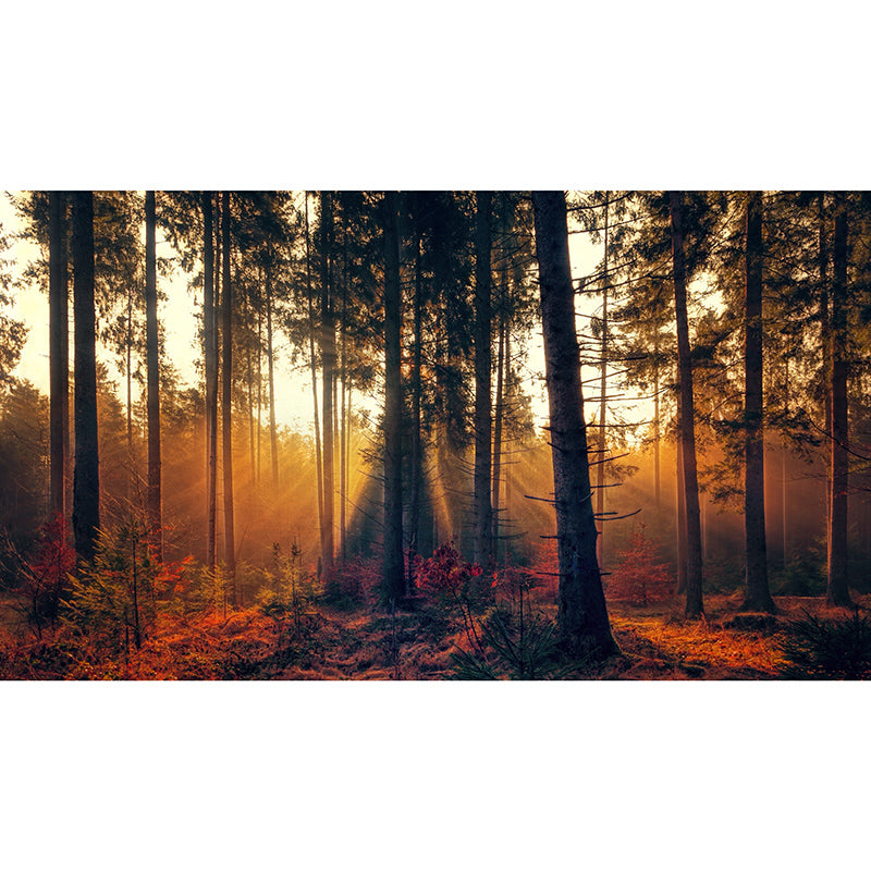 Forest Mildew Resistant Mural Wallpaper Sleeping Room Wall Mural