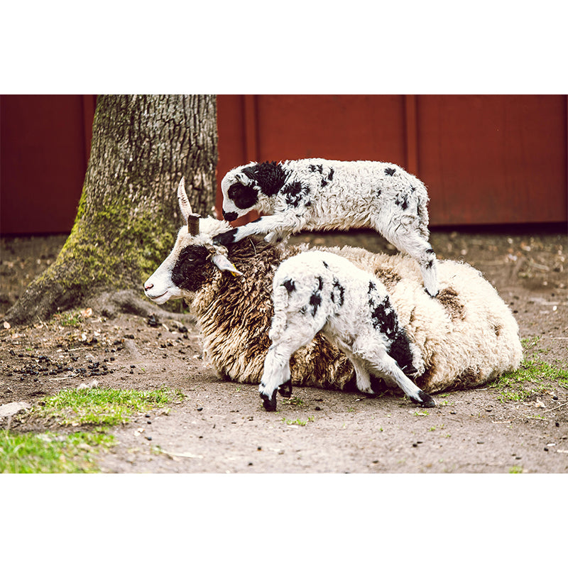 Wild Animal Sheep Mildew Resistant Wall Mural Mural Wallpaper Bedroom