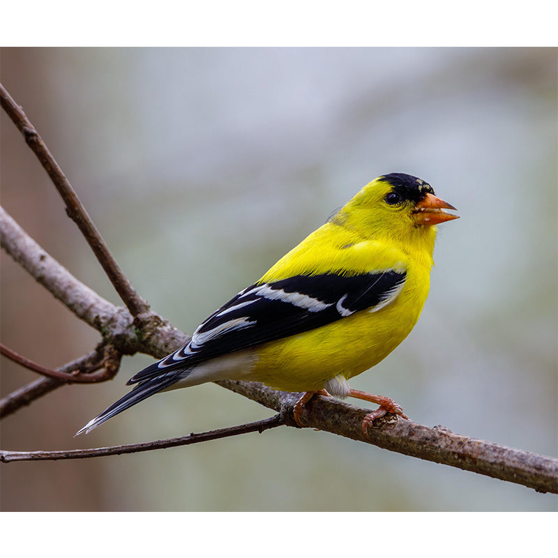 Bird Mildew Resistant Wall Mural Wild Animal Wallpaper Sitting Room Wall Mural