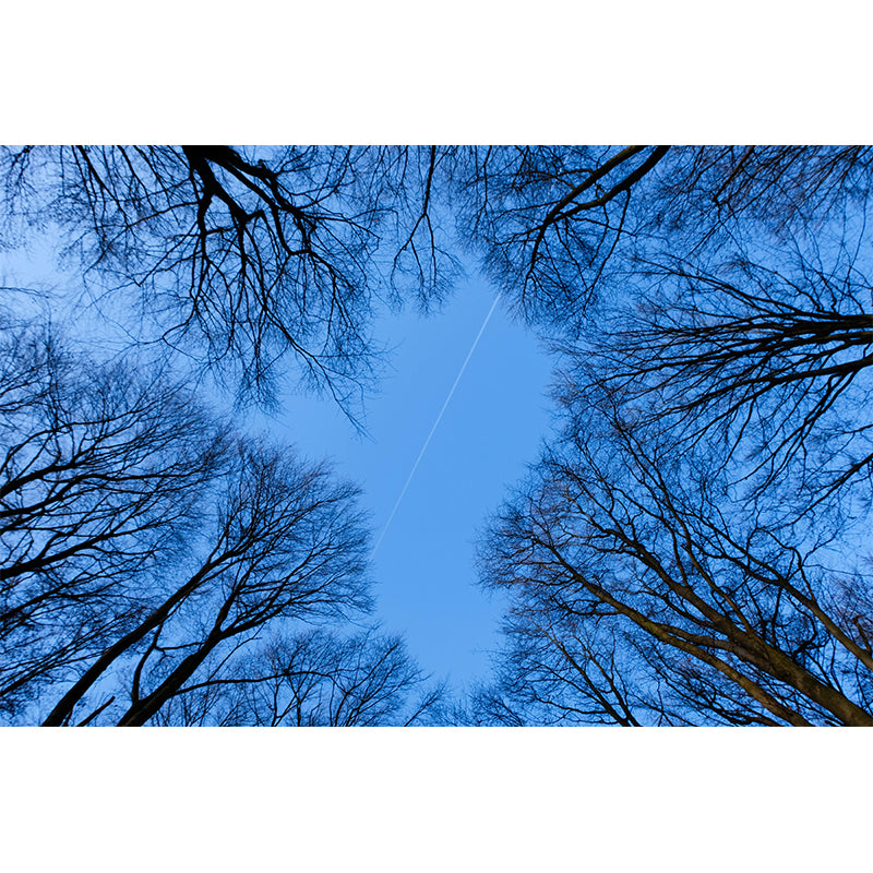 Natural Scenery Forest Wall Mural Wallpaper Photography Mildew Resistant for Sitting Room