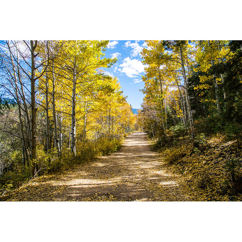 Fancy Scene Style Forest Wall Mural Wallpaper Photography Mildew Resistant for Room