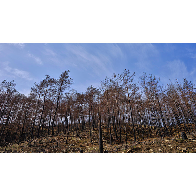 Nature Style Forest Wall Mural Wallpaper Photography Mildew Resistant for Home