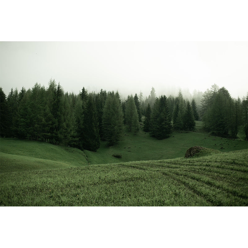 Modern Style Forest Wall Mural Wallpaper Photography Mildew Resistant for Home Decor