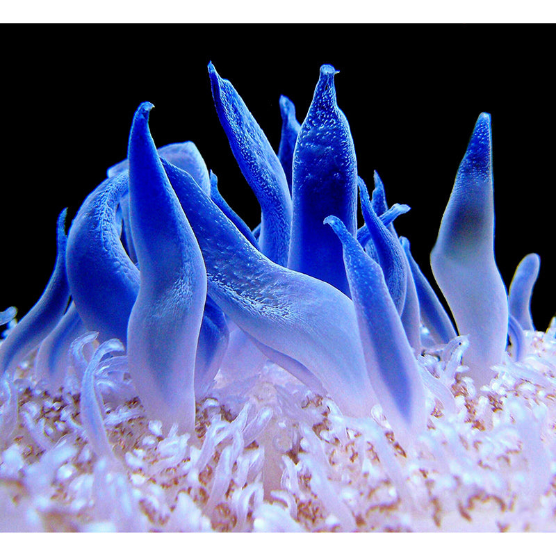 Environment Friendly Resistant Mural Wallpaper Marine Life Sleeping Room Wall Mural