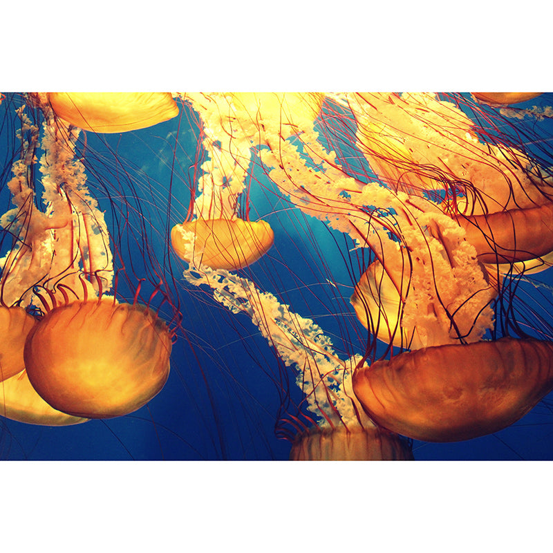 Marine Life Mildew Resistant Wallpaper Sleeping Room Wall Mural