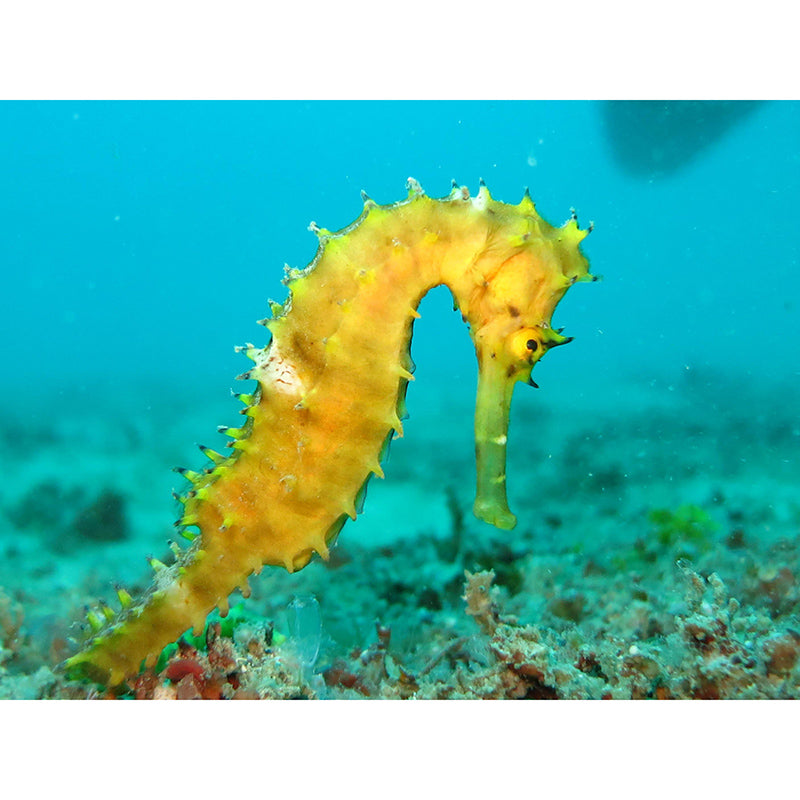 Underwater World Mildew Resistant Wallpaper Sleeping Room Wall Mural