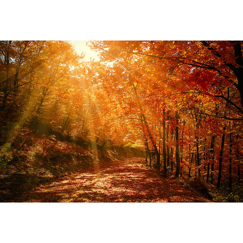 Photography Wall Mural Wallpaper Forest Sitting Room Wall Mural