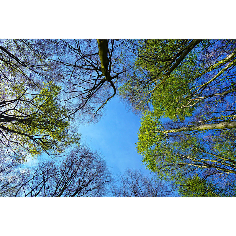 Decorative Photography Mural Wallpaper Forest Indoor Wall Mural