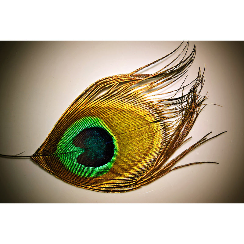 Photography Stain Resistant Mural Wallpaper Peacock Feather Living Room Wall Mural