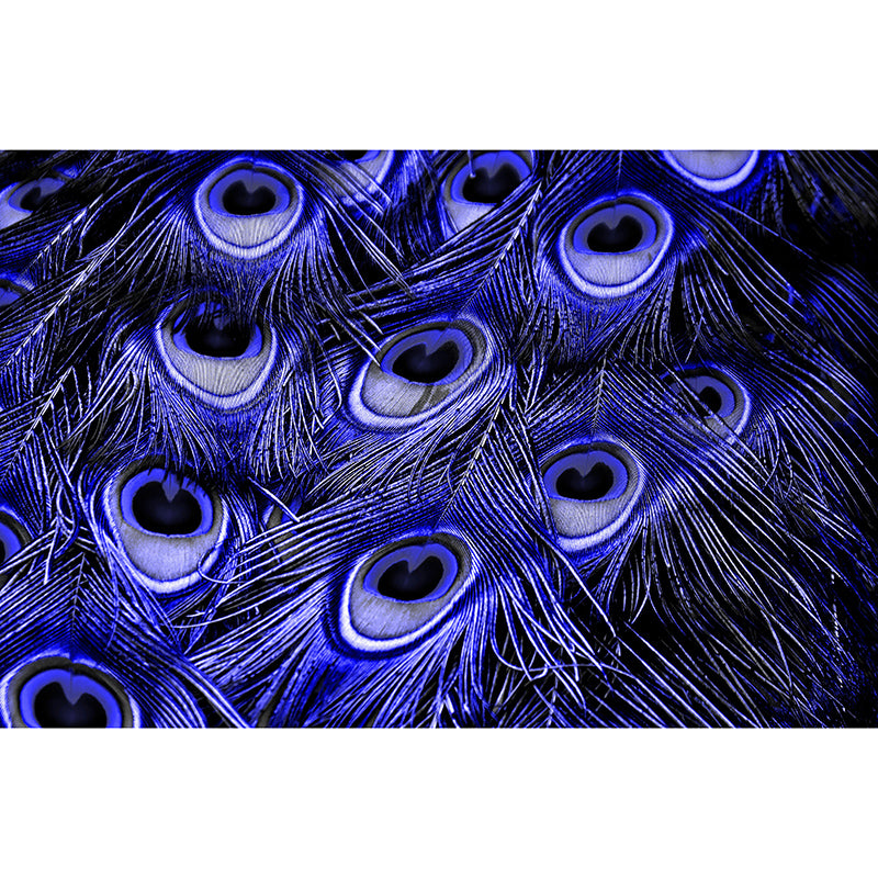 Decorative Wall Mural Wallpaper Peacock Feather Sitting Room Wall Mural