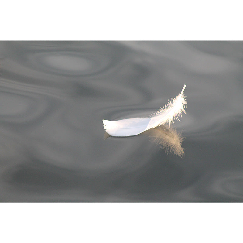 Environmental Wall Mural Wallpaper Feather Sitting Room Wall Mural