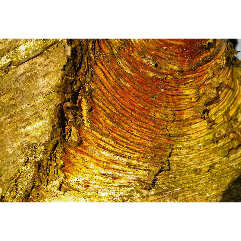 Wood Grain Mildew Resistant Mural Wallpaper Sleeping Room Wall Mural