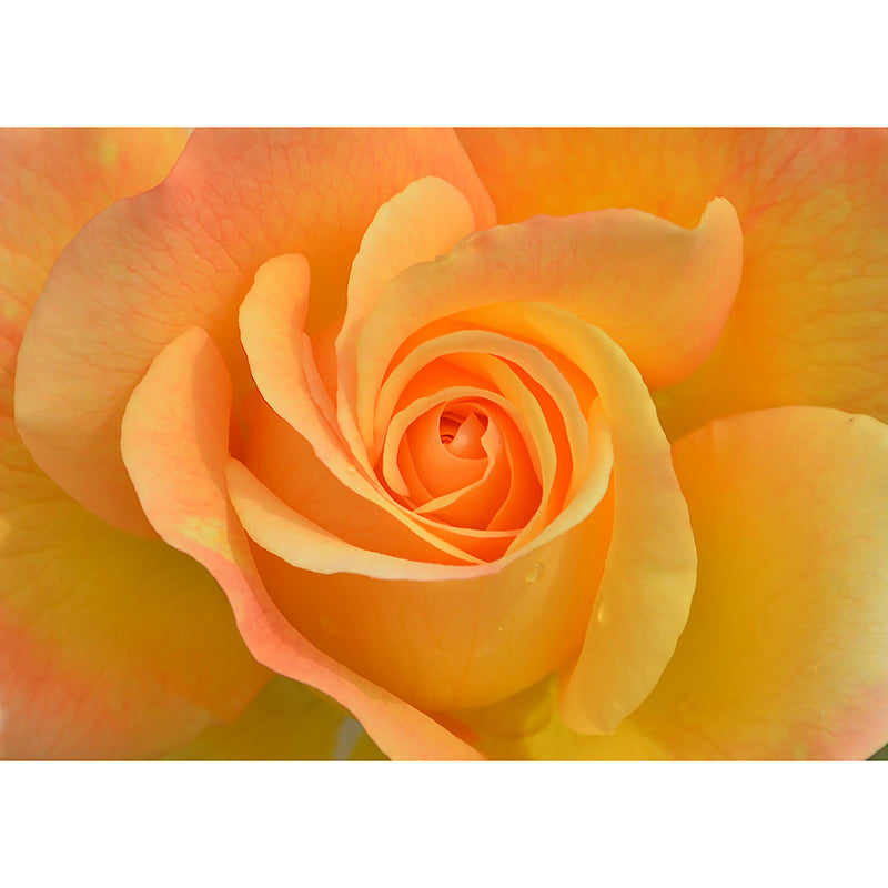 Modern Style Mural Wallpaper Flowers Photography Indoor Wall Mural