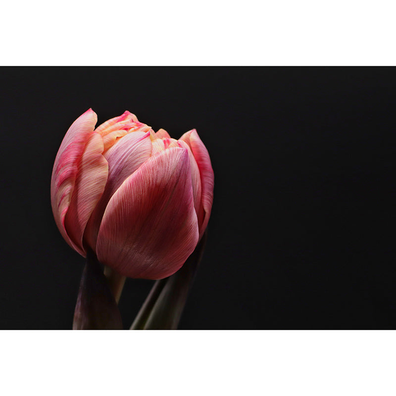 Photography Environment Friendly Mural Wallpaper Flowers Bedroom Wall Mural