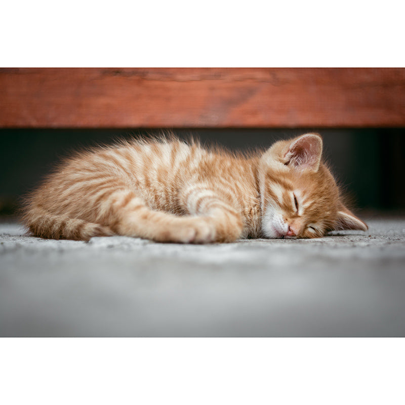 Photography Wall Mural Wallpaper Cats Sitting Room Wall Mural