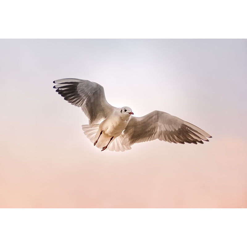 Environmental Photography Mural Wallpaper Birds Indoor Wall Mural