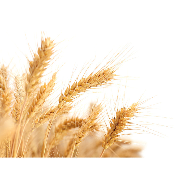 Decorative Wall Mural Wallpaper Wheat Field Sitting Room Wall Mural