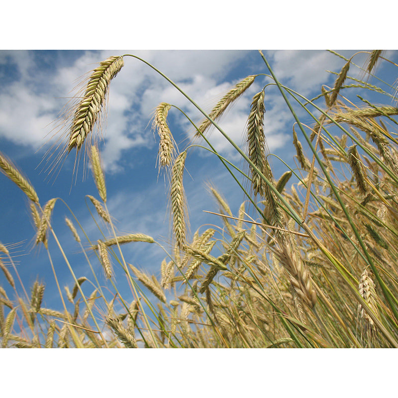 Wheat Field Modern Photography Mural Wallpaper Indoor Wall Mural