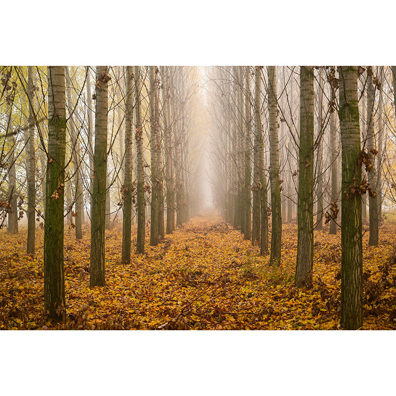 Beautiful Photography Mural Wallpaper Forest Path Indoor Wall Mural