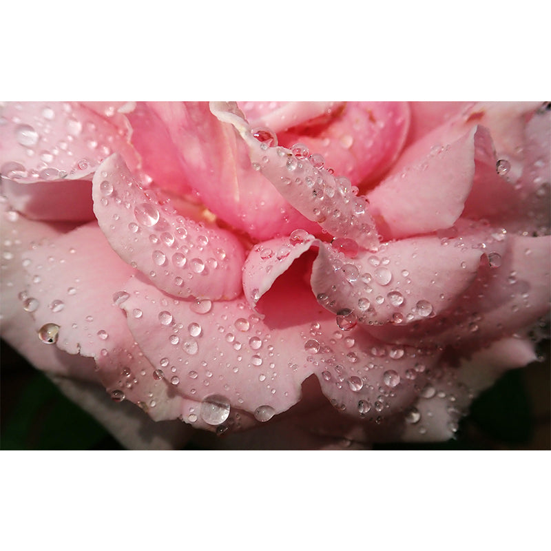 Roses Photography Mural Wallpaper Decorative Bedroom Wall Mural