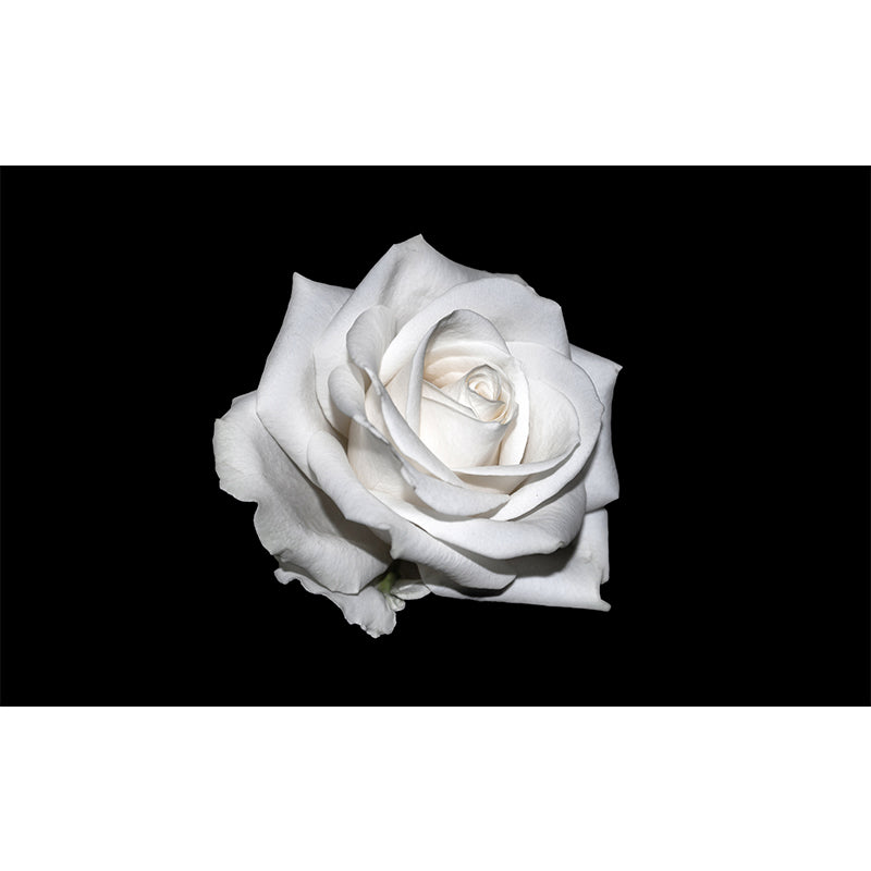 Photography Stain Resistant Wall Mural Wallpaper Roses Sitting Room Wall Mural