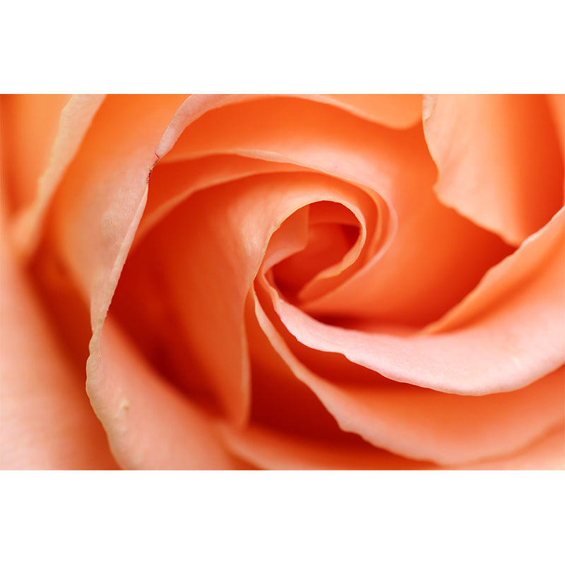 Wall Mural Photography Wallpaper Roses Sitting Room Wall Mural