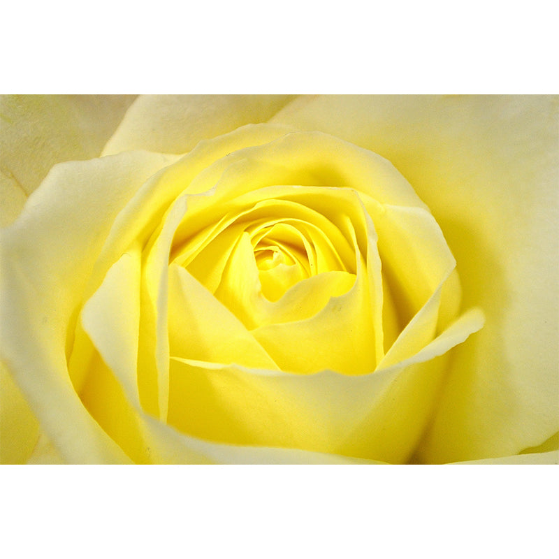 Environment Friendly Resistant Mural Wallpaper Roses Sleeping Room Wall Mural